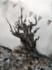 WE411  Fragile Majesty<br />&pound;400.00