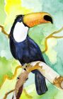 Elizabeth Kettle - Toucan