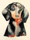 Joanne Greenhowe - Dachshund